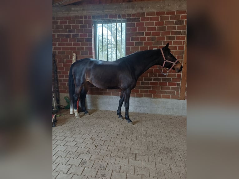 Holsteiner Merrie 13 Jaar 162 cm Bruin in Löhnberg