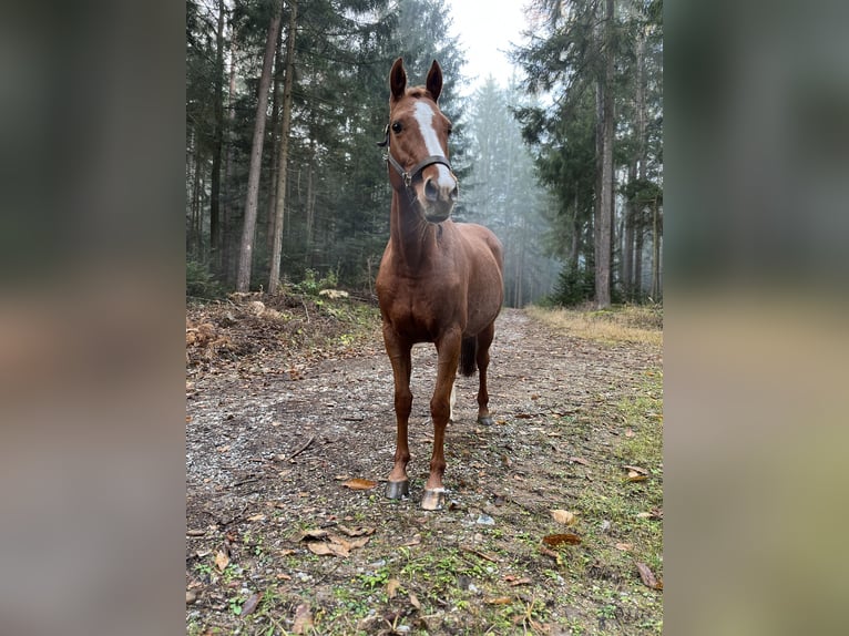 Holsteiner Merrie 13 Jaar 162 cm Vos in Ligist