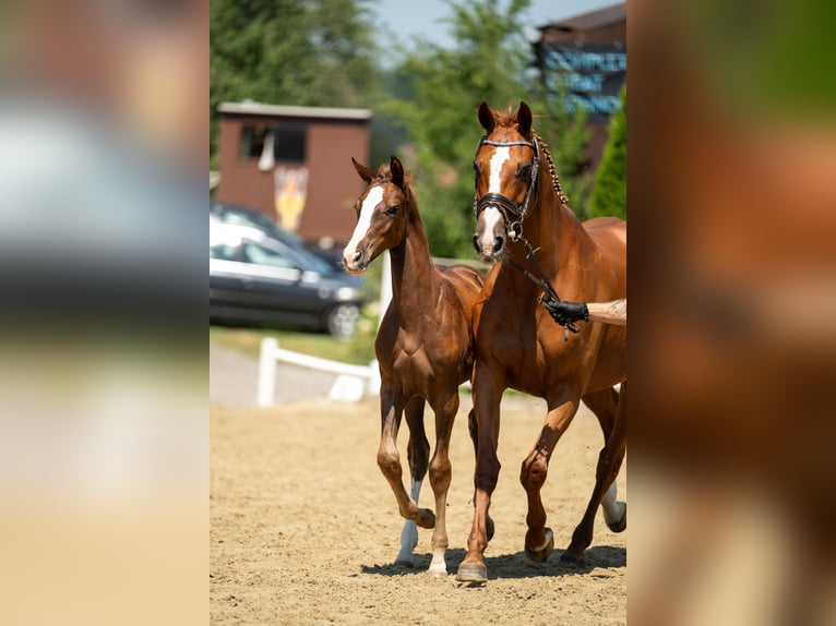 Holsteiner Merrie 13 Jaar 163 cm Vos in Ligist