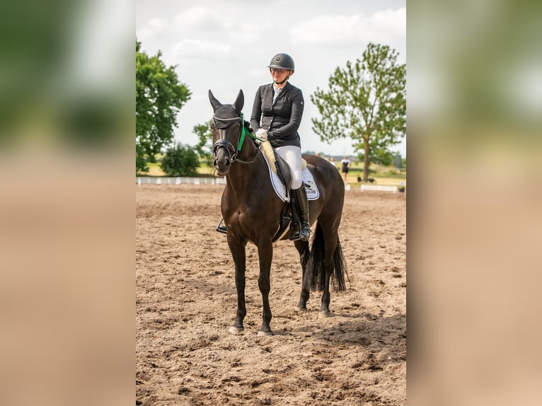 Holsteiner Merrie 13 Jaar 163 cm Zwartbruin in Schlalach