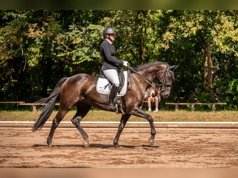 Holsteiner Merrie 13 Jaar 163 cm Zwartbruin in Schlalach