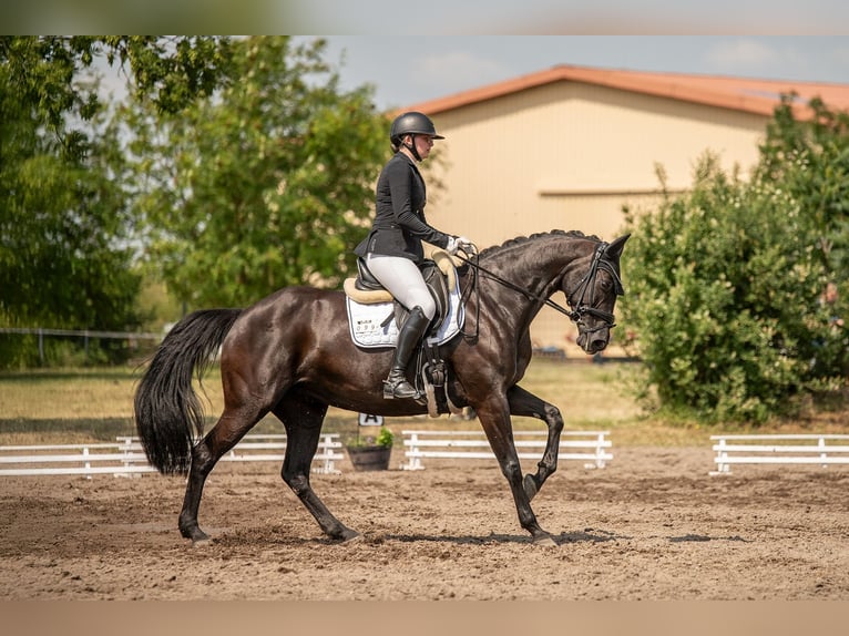 Holsteiner Merrie 13 Jaar 163 cm Zwartbruin in Schlalach
