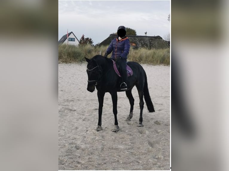 Holsteiner Merrie 13 Jaar 164 cm Bruin in Linau