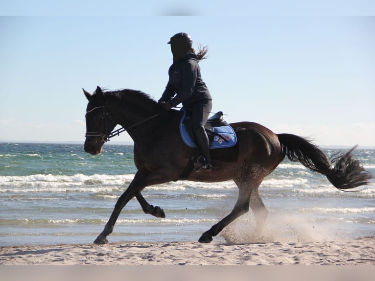 Holsteiner Merrie 13 Jaar 164 cm Bruin in Linau