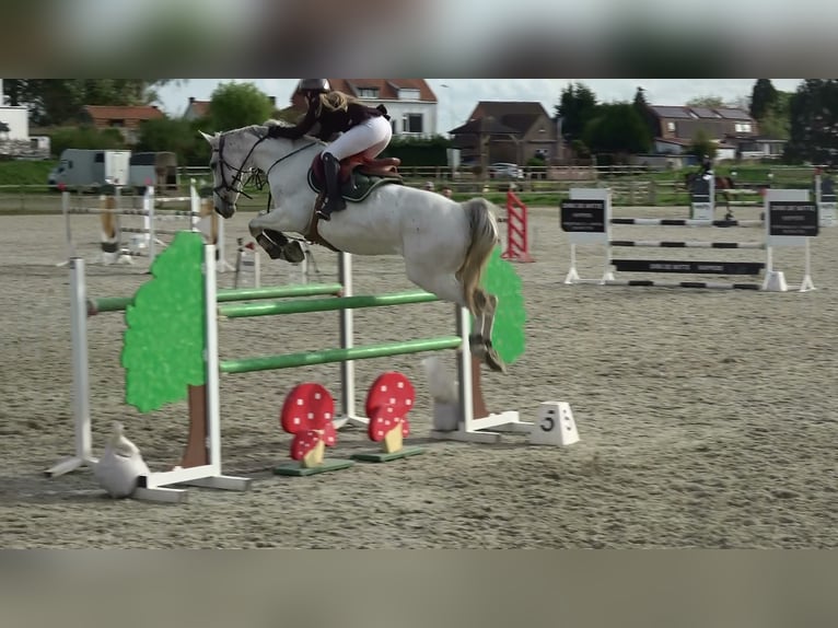 Holsteiner Merrie 13 Jaar 164 cm Schimmel in oppuurs