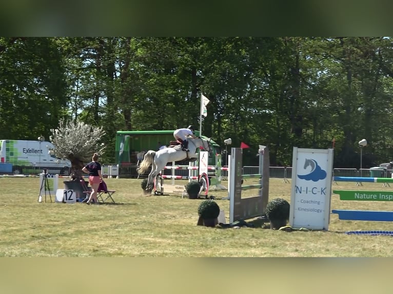 Holsteiner Merrie 13 Jaar 164 cm Schimmel in oppuurs