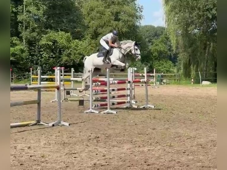 Holsteiner Merrie 13 Jaar 164 cm Schimmel in oppuurs