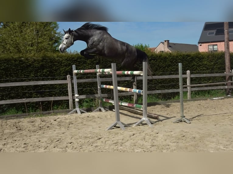 Holsteiner Merrie 13 Jaar 164 cm Schimmel in oppuurs