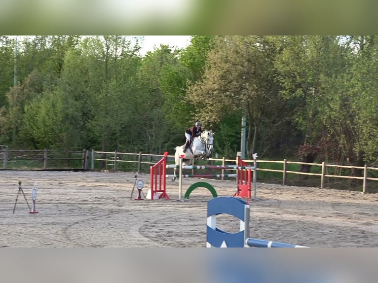Holsteiner Merrie 13 Jaar 164 cm Schimmel in oppuurs
