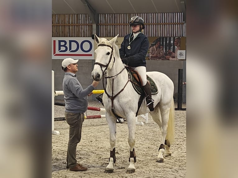 Holsteiner Merrie 13 Jaar 164 cm Schimmel in oppuurs