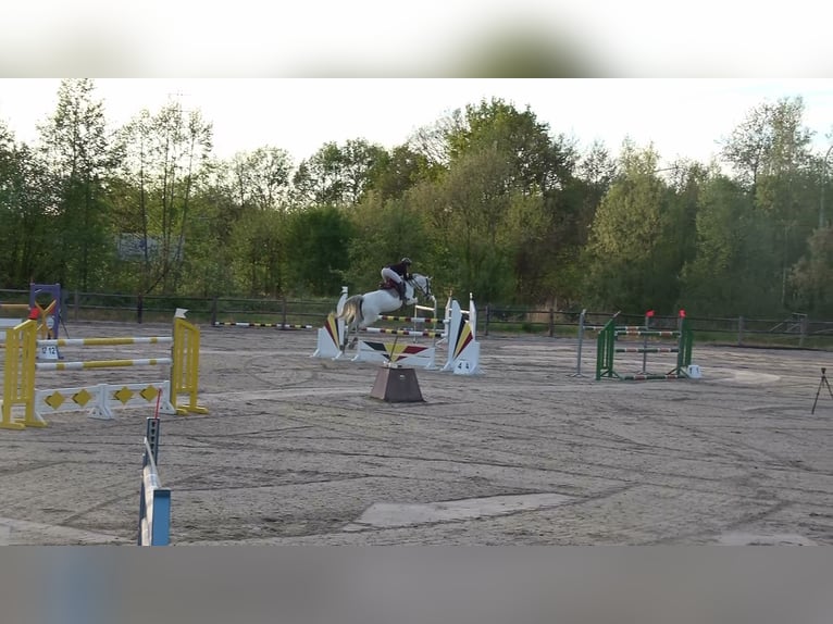 Holsteiner Merrie 13 Jaar 164 cm Schimmel in oppuurs
