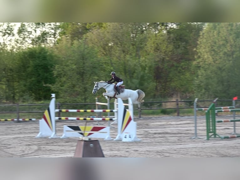 Holsteiner Merrie 13 Jaar 164 cm Schimmel in oppuurs
