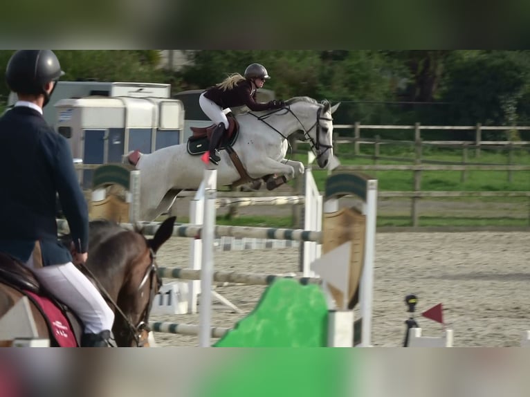 Holsteiner Merrie 13 Jaar 164 cm Schimmel in Oppuurs
