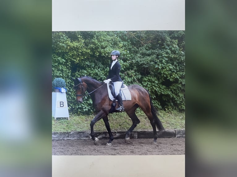 Holsteiner Merrie 13 Jaar 165 cm Donkerbruin in Stetten