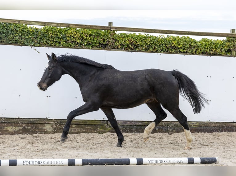 Holsteiner Merrie 13 Jaar 165 cm Donkerbruin in Waddinxveen
