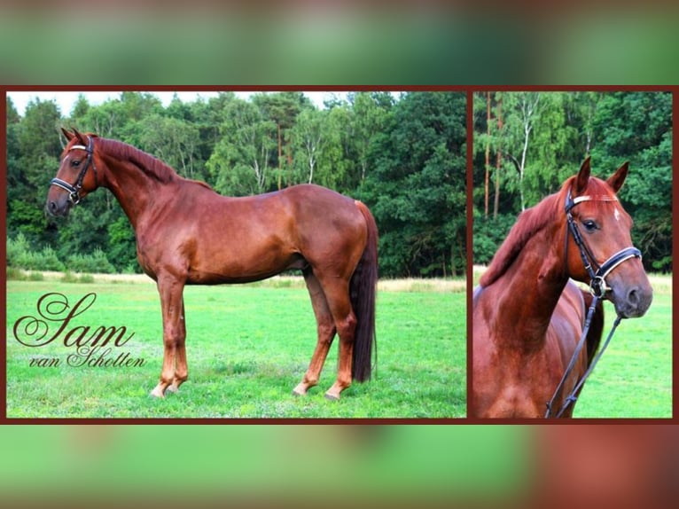 Holsteiner Merrie 13 Jaar 165 cm in schotten