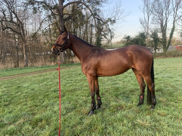 Holsteiner Merrie 13 Jaar 165 cm Roodbruin in Vairano Di Vidigulfo