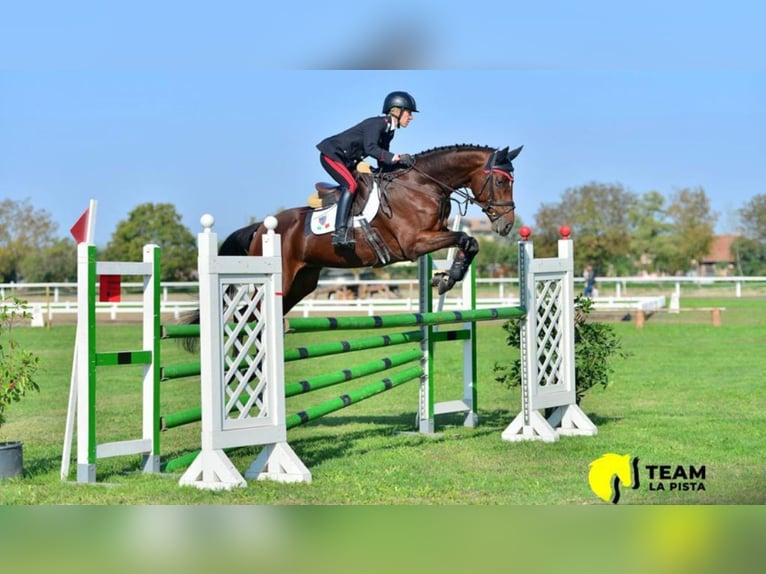 Holsteiner Merrie 13 Jaar 165 cm Roodbruin in Vairano Di Vidigulfo