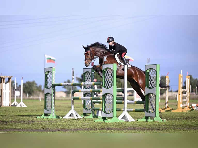 Holsteiner Merrie 13 Jaar 165 cm Roodbruin in Vairano Di Vidigulfo