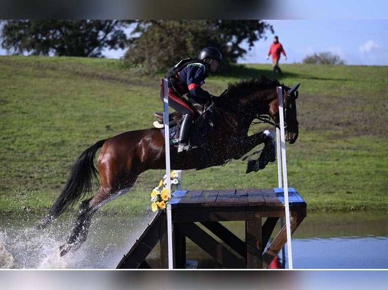 Holsteiner Merrie 13 Jaar 165 cm Roodbruin in Vairano Di Vidigulfo