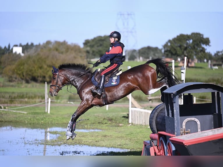 Holsteiner Merrie 13 Jaar 165 cm Roodbruin in Vairano Di Vidigulfo