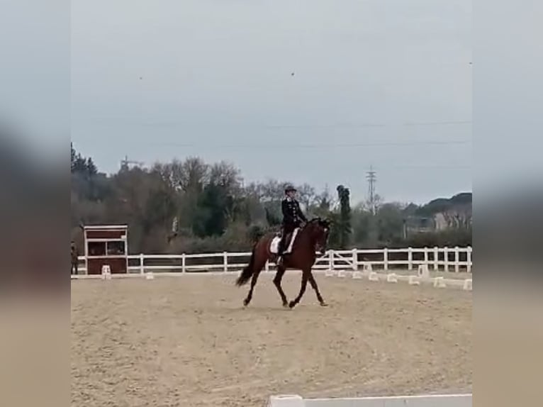 Holsteiner Merrie 13 Jaar 165 cm Roodbruin in Vairano Di Vidigulfo