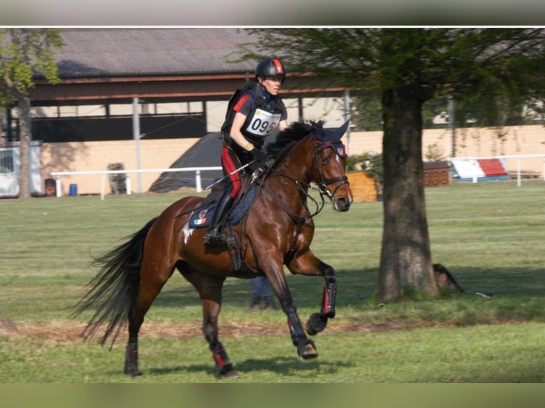 Holsteiner Merrie 13 Jaar 165 cm Roodbruin in Vairano Di Vidigulfo