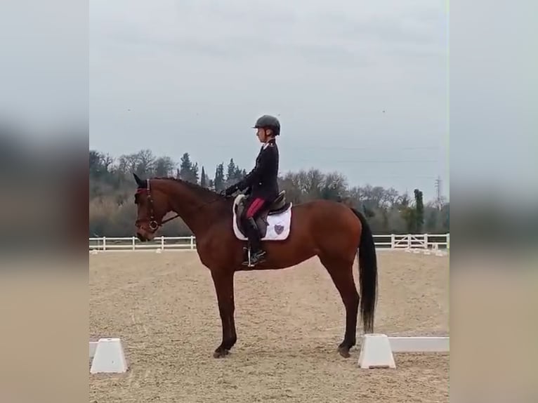 Holsteiner Merrie 13 Jaar 165 cm Roodbruin in Vairano Di Vidigulfo