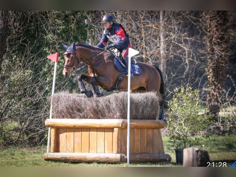 Holsteiner Merrie 13 Jaar 165 cm Roodbruin in Vairano Di Vidigulfo