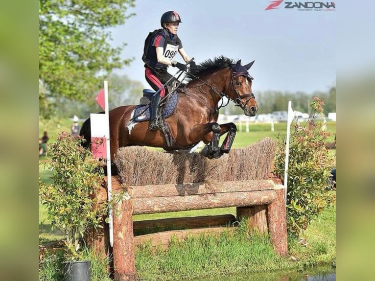 Holsteiner Merrie 13 Jaar 165 cm Roodbruin in Vairano Di Vidigulfo