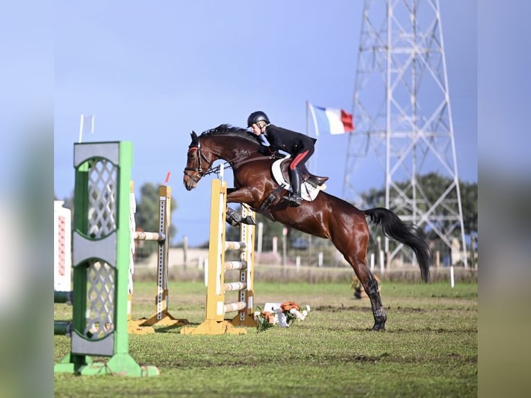 Holsteiner Merrie 13 Jaar 165 cm Roodbruin in Vairano Di Vidigulfo