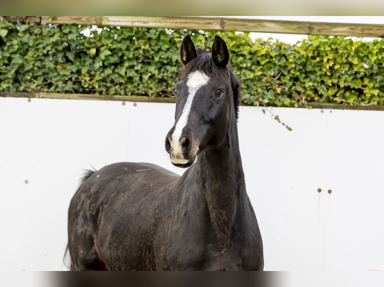 Holsteiner Merrie 13 Jaar 165 cm  in Waddinxveen