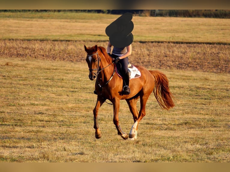 Holsteiner Merrie 13 Jaar 165 cm Vos in Greifenstein