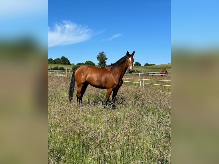 Holsteiner Merrie 13 Jaar 166 cm Bruin in Kirchnüchel