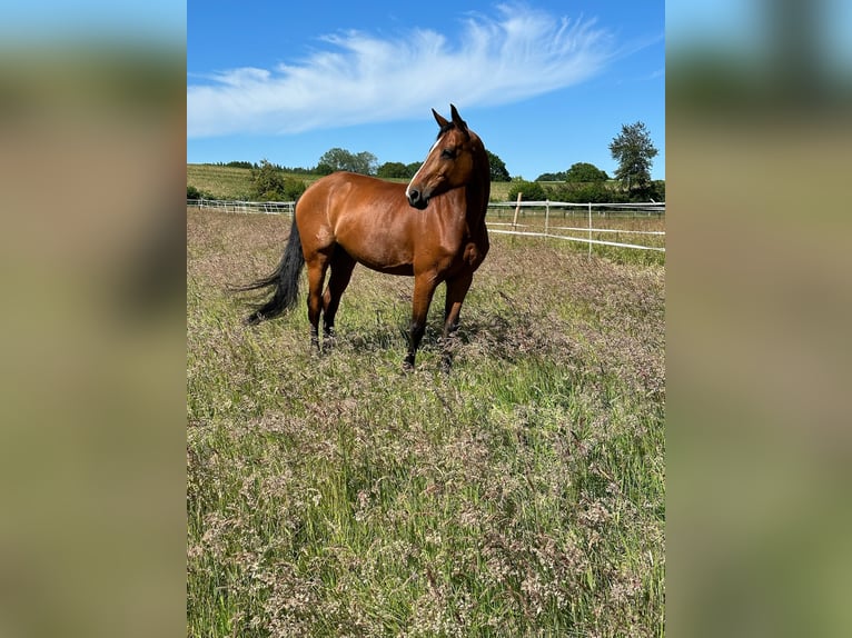 Holsteiner Merrie 13 Jaar 166 cm Bruin in Kirchnüchel