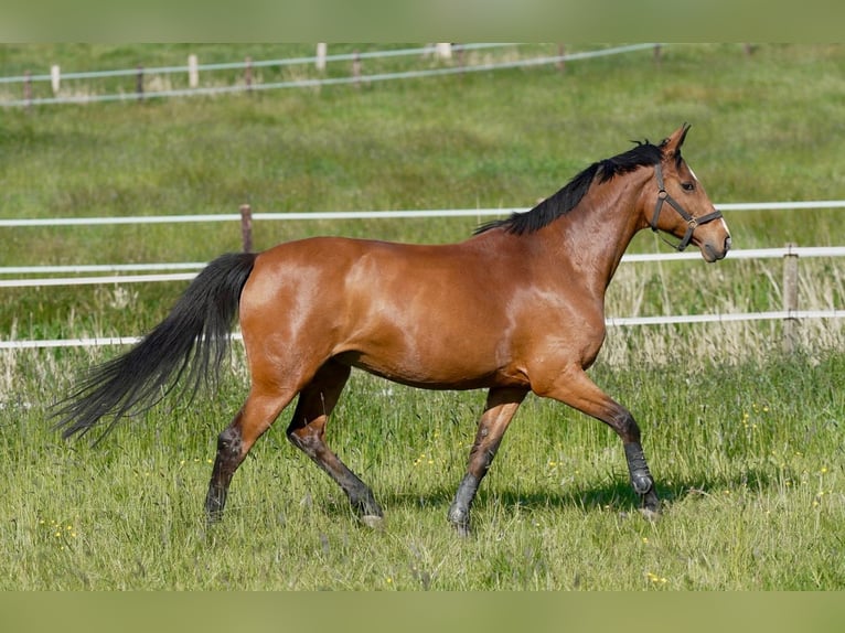 Holsteiner Merrie 13 Jaar 166 cm Bruin in Kirchnüchel