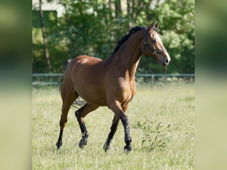 Holsteiner Merrie 13 Jaar 166 cm Bruin in Kirchnüchel