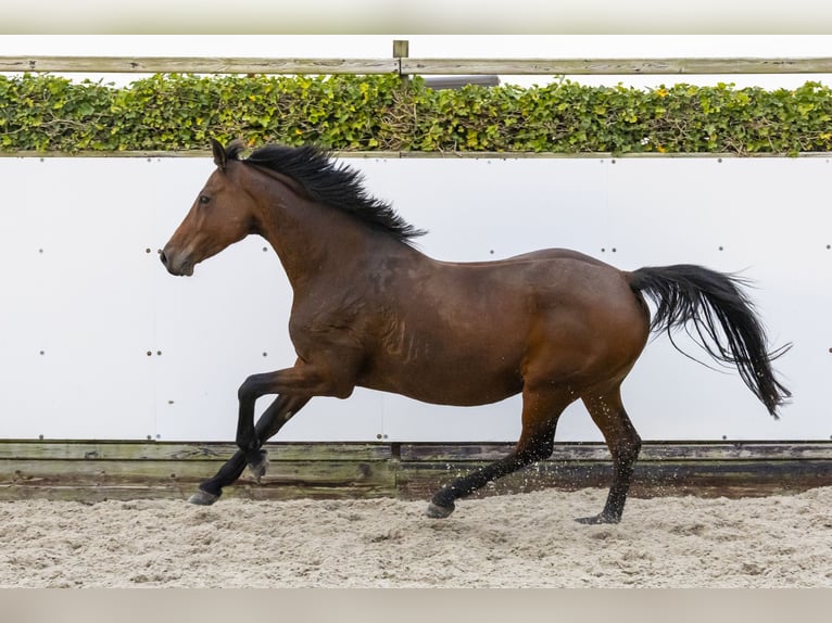 Holsteiner Merrie 13 Jaar 166 cm Bruin in Waddinxveen