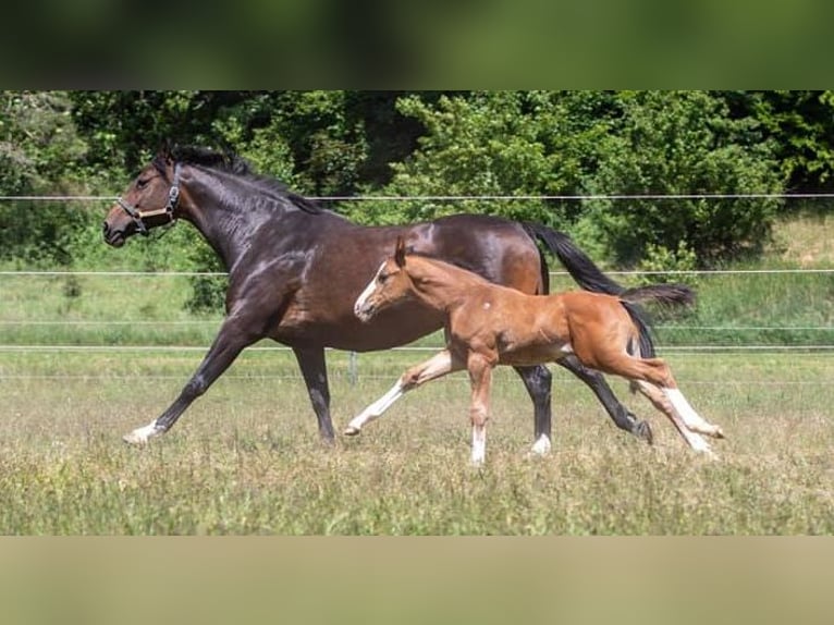 Holsteiner Merrie 13 Jaar 166 cm Donkerbruin in Dietfurt an der Altmühl