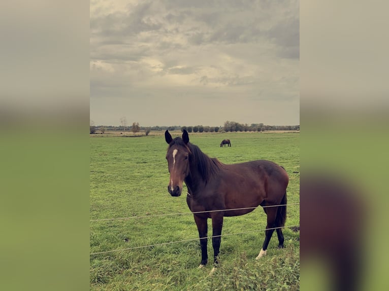 Holsteiner Merrie 13 Jaar 166 cm Donkerbruin in Duvensee