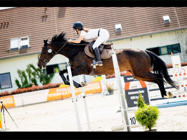 Holsteiner Merrie 13 Jaar 166 cm Donkerbruin in Pobiedziska