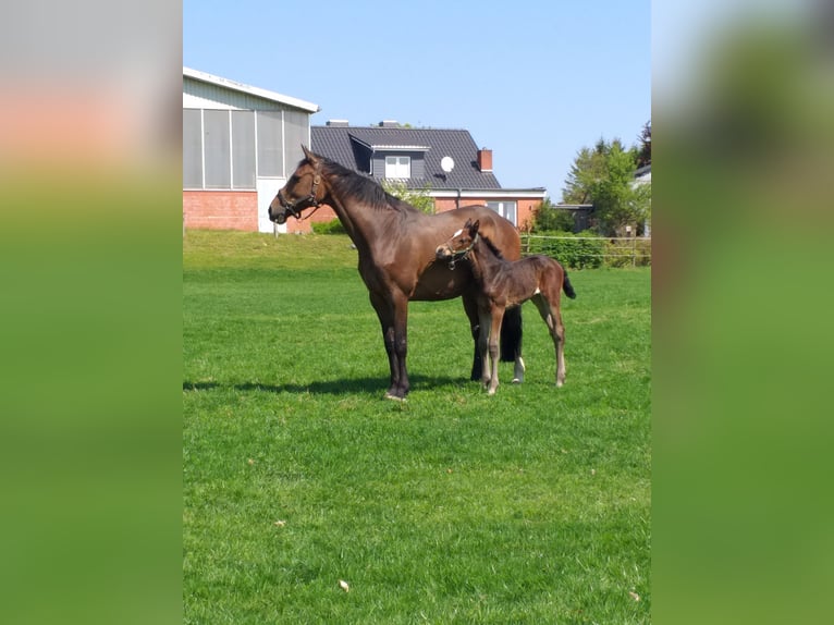 Holsteiner Merrie 13 Jaar 167 cm Bruin in Wester-Ohrstedt