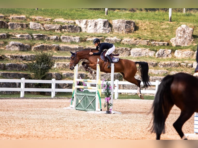 Holsteiner Merrie 13 Jaar 167 cm Bruin in Weisendorf