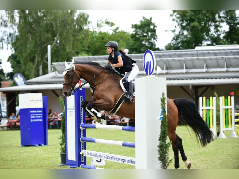 Holsteiner Merrie 13 Jaar 167 cm Bruin in Königsbach-Stein