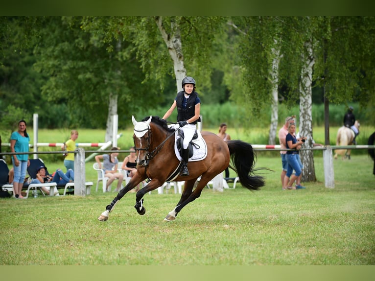 Holsteiner Merrie 13 Jaar 167 cm Bruin in Königsbach-Stein