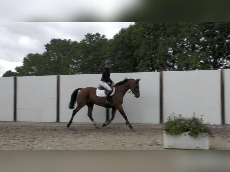 Holsteiner Merrie 13 Jaar 167 cm Bruin in Waddinxveen