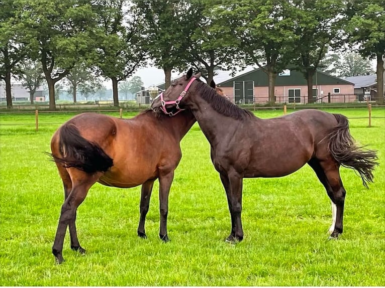 Holsteiner Merrie 13 Jaar 167 cm Zwartbruin in Bocholt