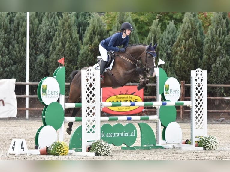 Holsteiner Merrie 13 Jaar 167 cm Zwartbruin in Bocholt