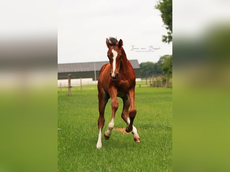 Holsteiner Merrie 13 Jaar 167 cm Zwartbruin in Bocholt