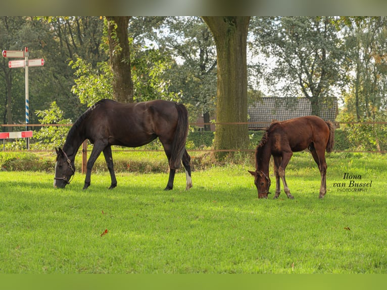 Holsteiner Merrie 13 Jaar 167 cm Zwartbruin in Bocholt